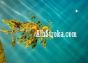 Një krijesë e bukur dinake! Një krijesë e bukur dinake!