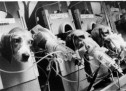 History of animal experimentation History of animal experimentation