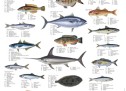 List of common fish names List of common fish names