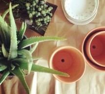 SEKRETET E ALOE VERA-s SEKRETET E ALOE VERA-s