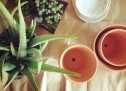 SEKRETET E ALOE VERA-s SEKRETET E ALOE VERA-s
