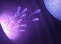 TË DHËNA ENCIKLOPEDIKE PËR SPERMËN… TË DHËNA ENCIKLOPEDIKE PËR SPERMËN…