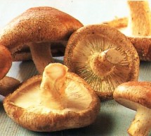 MASKË ME SHITAKE PËR HEQJEN E RRUDHAVE POSHTË SYVE MASKË ME SHITAKE PËR HEQJEN E RRUDHAVE POSHTË SYVE