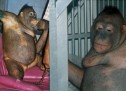 FOTO/ ORANGUTANËT QË PËRDOREN SI SKLLAVE SEKSI NË SHTËPITË PUBLIKE TË KALIMANTANIT ! FOTO/ ORANGUTANËT QË PËRDOREN SI SKLLAVE SEKSI NË SHTËPITË PUBLIKE TË KALIMANTANIT !