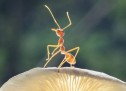 Ja si milingonat vetëprodhojnë antibiotikë për shërimin e sëmundjeve të tyre Ja si milingonat vetëprodhojnë antibiotikë për shërimin e sëmundjeve të tyre