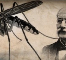 PANDEMIA E ETHEVE TË VERDHA PANDEMIA E ETHEVE TË VERDHA