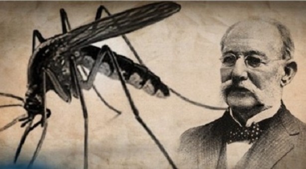 PANDEMIA E ETHEVE TË VERDHA PANDEMIA E ETHEVE TË VERDHA